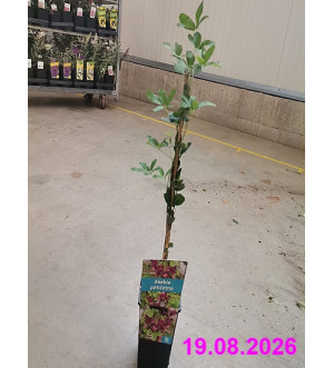 Akebia quinata RP 1,6 L